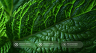 Textured peppermint leaf close-up with rosemary extract, peppermint oil and natural granules callouts