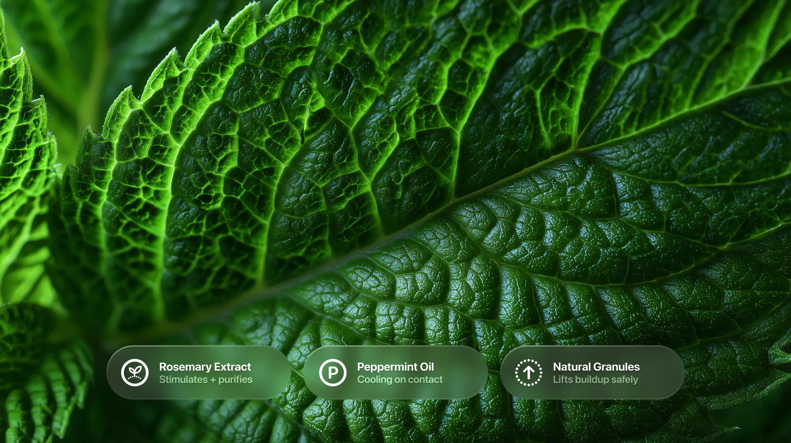 Textured peppermint leaf close-up with rosemary extract, peppermint oil and natural granules callouts