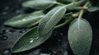 Sage leaves on dark wet surface close-up, purifying botanical ingredient in deep cleanse hair scrub