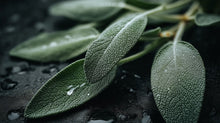 Sage leaves on dark wet surface close-up, purifying botanical ingredient in deep cleanse hair scrub