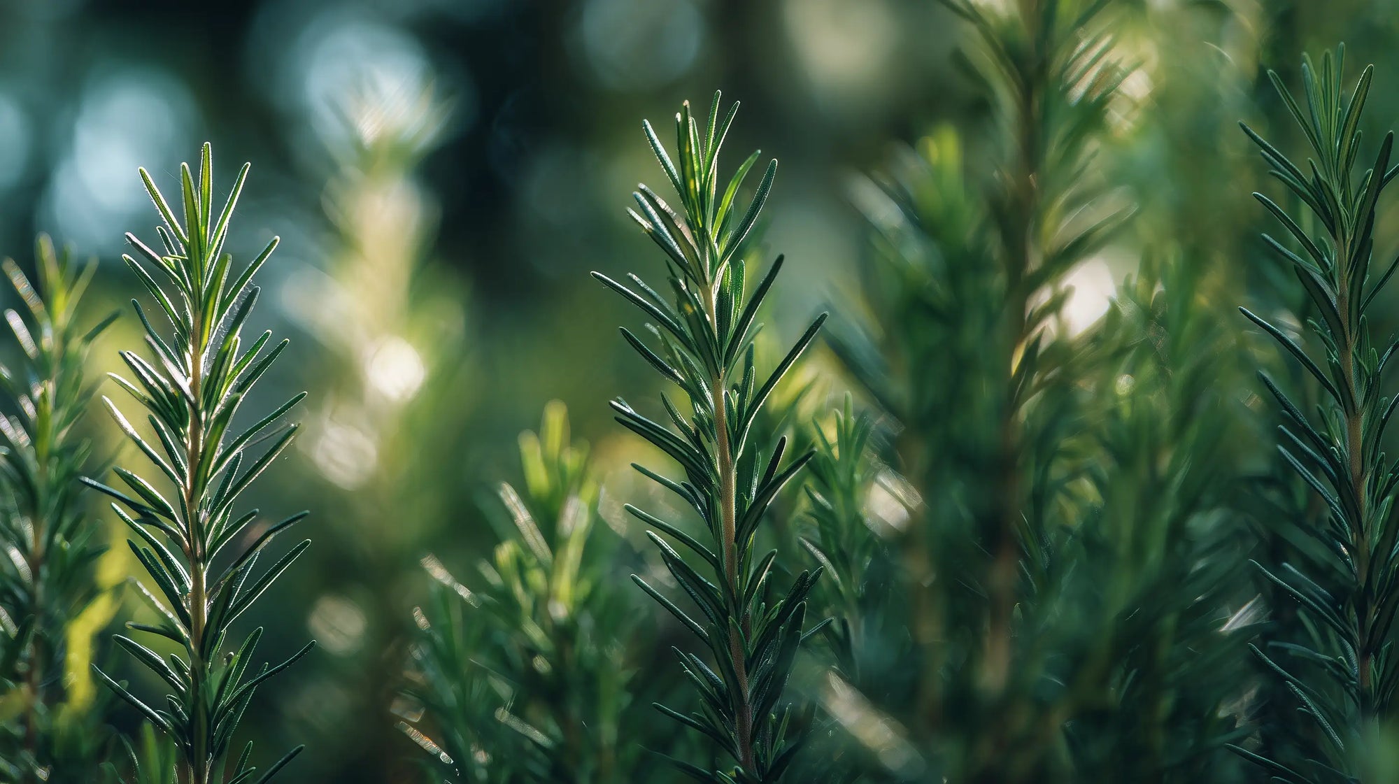 Fresh rosemary sprigs in soft golden light close-up, scalp-stimulating key ingredient in RESET scrub