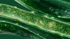 Aloe vera leaf cross-section with clear gel and water droplets, calming ingredient in REST cream