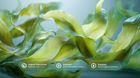 Broad green tropical leaves with organic shea butter, bisabolol and squalane ingredient callouts