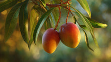 Ripe mangoes hanging on tree branch, nourishing mango butter ingredient in REST overnight cream