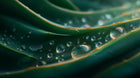 Aloe vera leaf edge with water droplets close-up, hydrating ingredient in peptide anti-aging serum