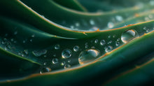 Aloe vera leaf edge with water droplets close-up, hydrating ingredient in peptide anti-aging serum