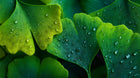 Ginkgo biloba fan-shaped leaves with water droplets, antioxidant plant ingredient in REVIVE serum