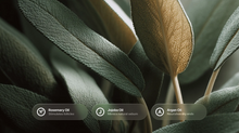 Dark green sage leaves close-up with rosemary oil, jojoba oil and argan oil ingredient callouts