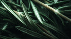 Fresh rosemary needle sprigs close-up in dark tones, key scalp-stimulating ingredient in ROOT hair oil