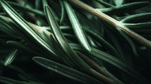 Fresh rosemary needle sprigs close-up in dark tones, key scalp-stimulating ingredient in ROOT hair oil