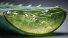 Aloe vera leaf cross-section with clear gel bubbles, barrier-calming ingredient in SHIELD serum