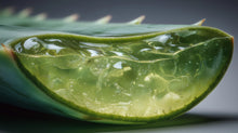 Aloe vera leaf cross-section with clear gel bubbles, barrier-calming ingredient in SHIELD serum