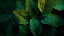 Large dark green tropical leaves close-up, plant-derived prebiotic ingredient in SHIELD barrier serum
