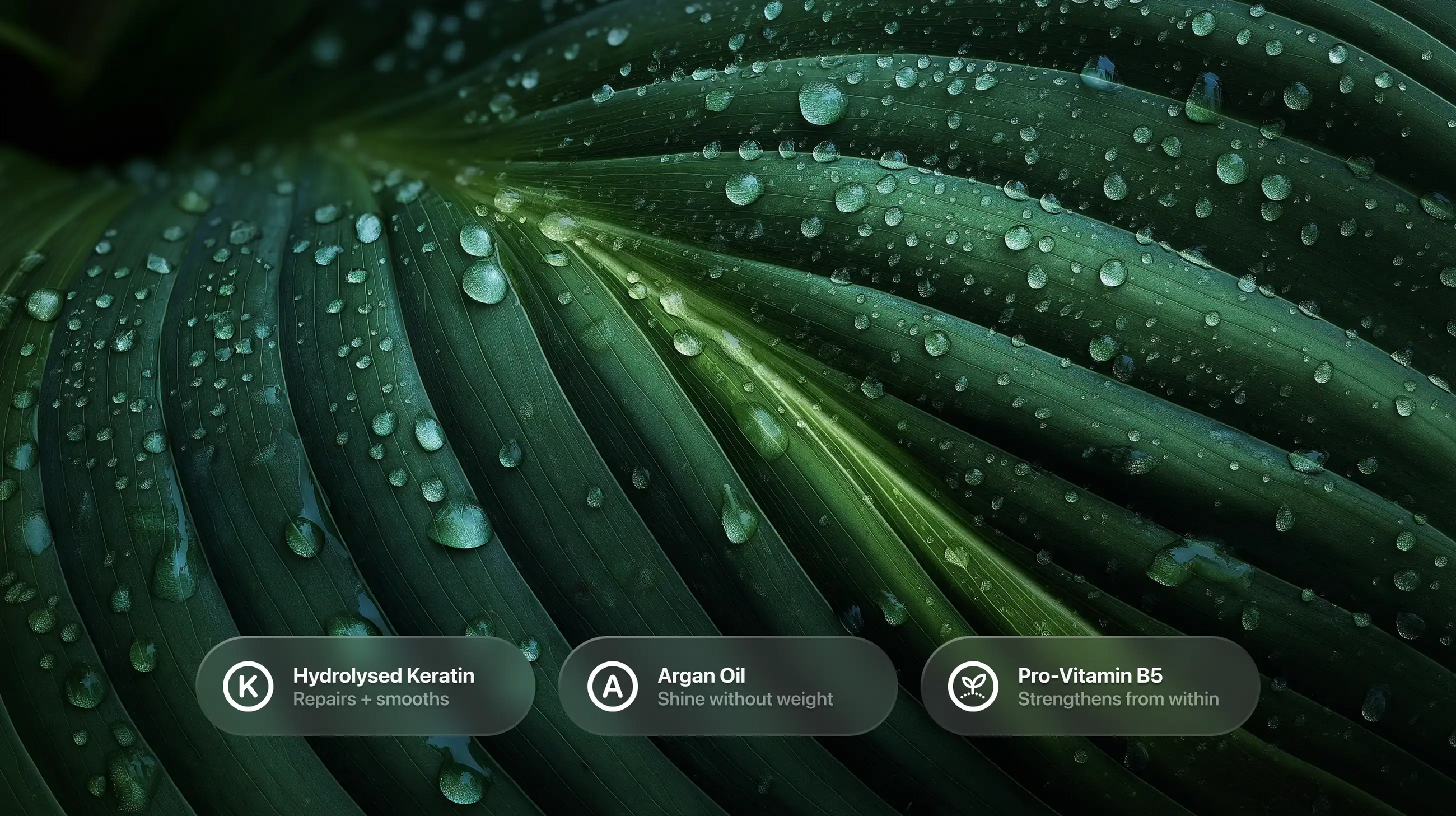 Dark green tropical leaf with water droplets, hydrolysed keratin argan oil pro-vitamin B5 callouts