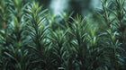 Dark green rosemary sprigs close-up, scalp-stimulating botanical ingredient in SMOOTH conditioner