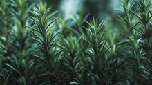Dark green rosemary sprigs close-up, scalp-stimulating botanical ingredient in SMOOTH conditioner