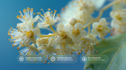 White linden blossoms with organic chamomile, coconut cleanser and Pro-Vitamin B5 ingredient callouts