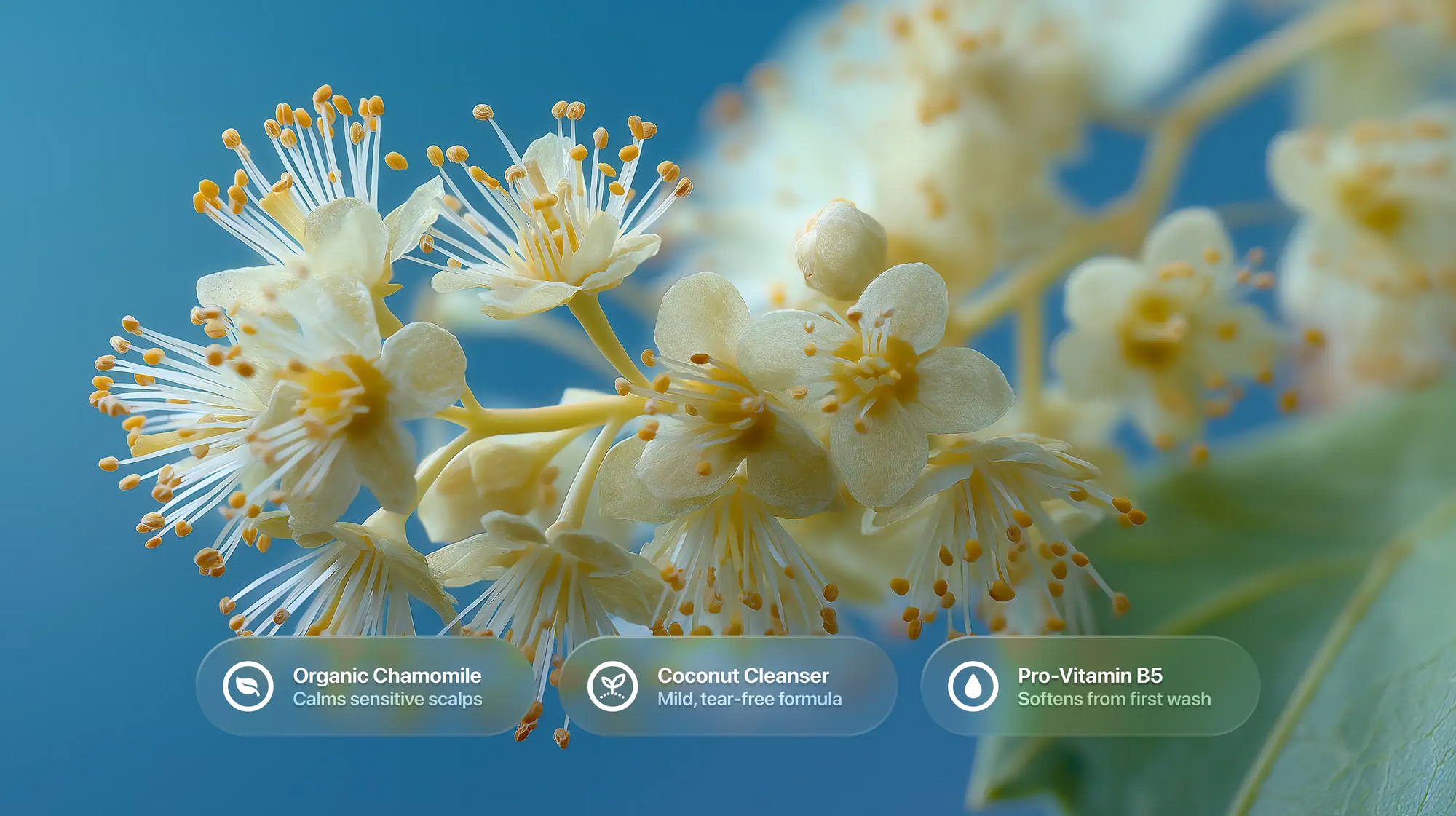 White linden blossoms with organic chamomile, coconut cleanser and Pro-Vitamin B5 ingredient callouts