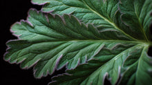 Textured green nettle leaf close-up showing fine surface detail, strengthening ingredient in TAME mist