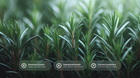 Dense rosemary plants with rosemary extract, hydrolyzed keratin and coconut surfactant ingredient callouts