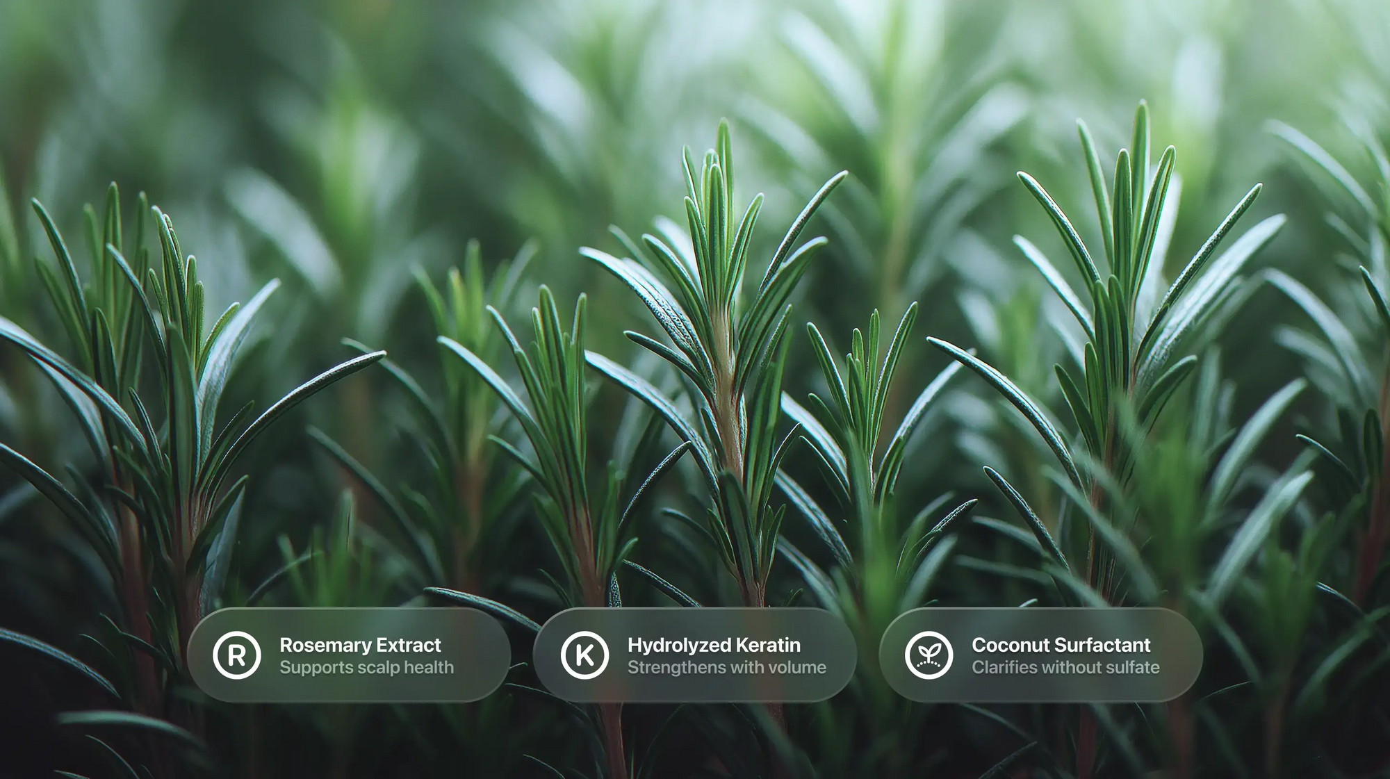 Dense rosemary plants with rosemary extract, hydrolyzed keratin and coconut surfactant ingredient callouts