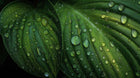Large dark green tropical leaf with water droplets close-up, plant-derived ingredient in WASH shampoo