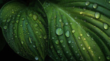 Large dark green tropical leaf with water droplets close-up, plant-derived ingredient in WASH shampoo