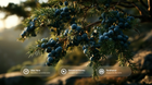 Close-up of a juniper branch with clusters of dark blue berries and green needles, set against a softly blurred outdoor background with warm sunlight