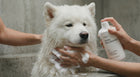 White fluffy dog being gently shampooed with SOFT baby shampoo, ultra-gentle hypoallergenic tear-free formula