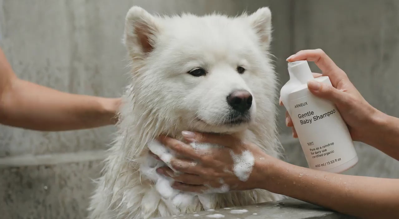 White fluffy dog being gently shampooed with SOFT baby shampoo, ultra-gentle hypoallergenic tear-free formula